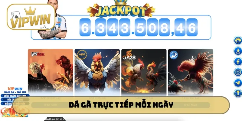 Đá gà trực tiếp mỗi ngày